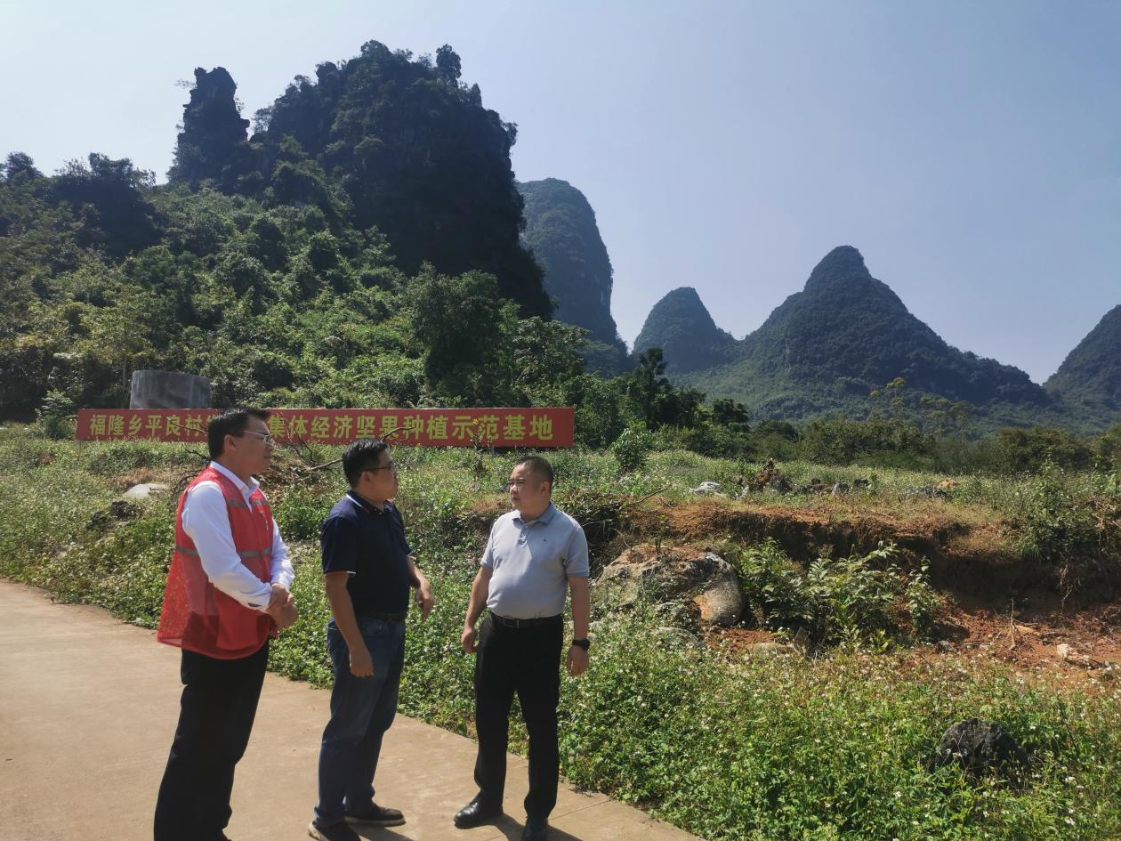 4.学校领导考察平良村澳洲坚果种植基地